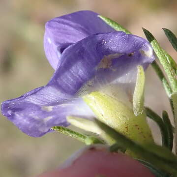 Imagem de Psoralea azuroides