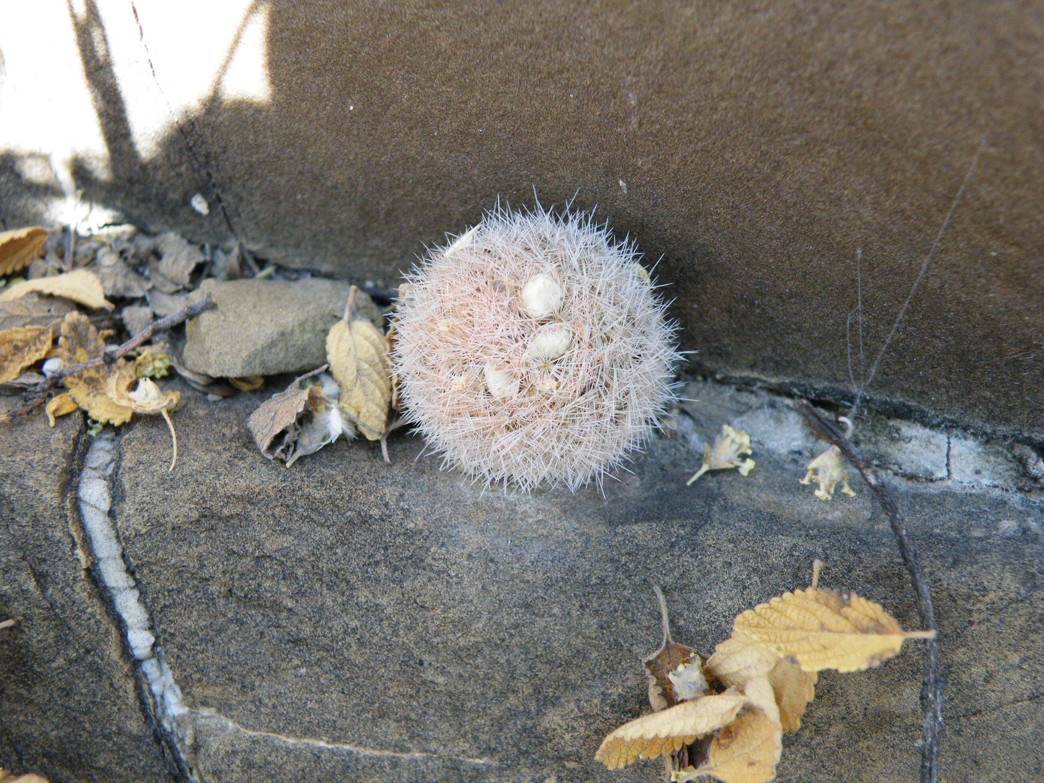 Image of Lace-spine Nipple Cactus