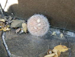 Image of Lace-spine Nipple Cactus