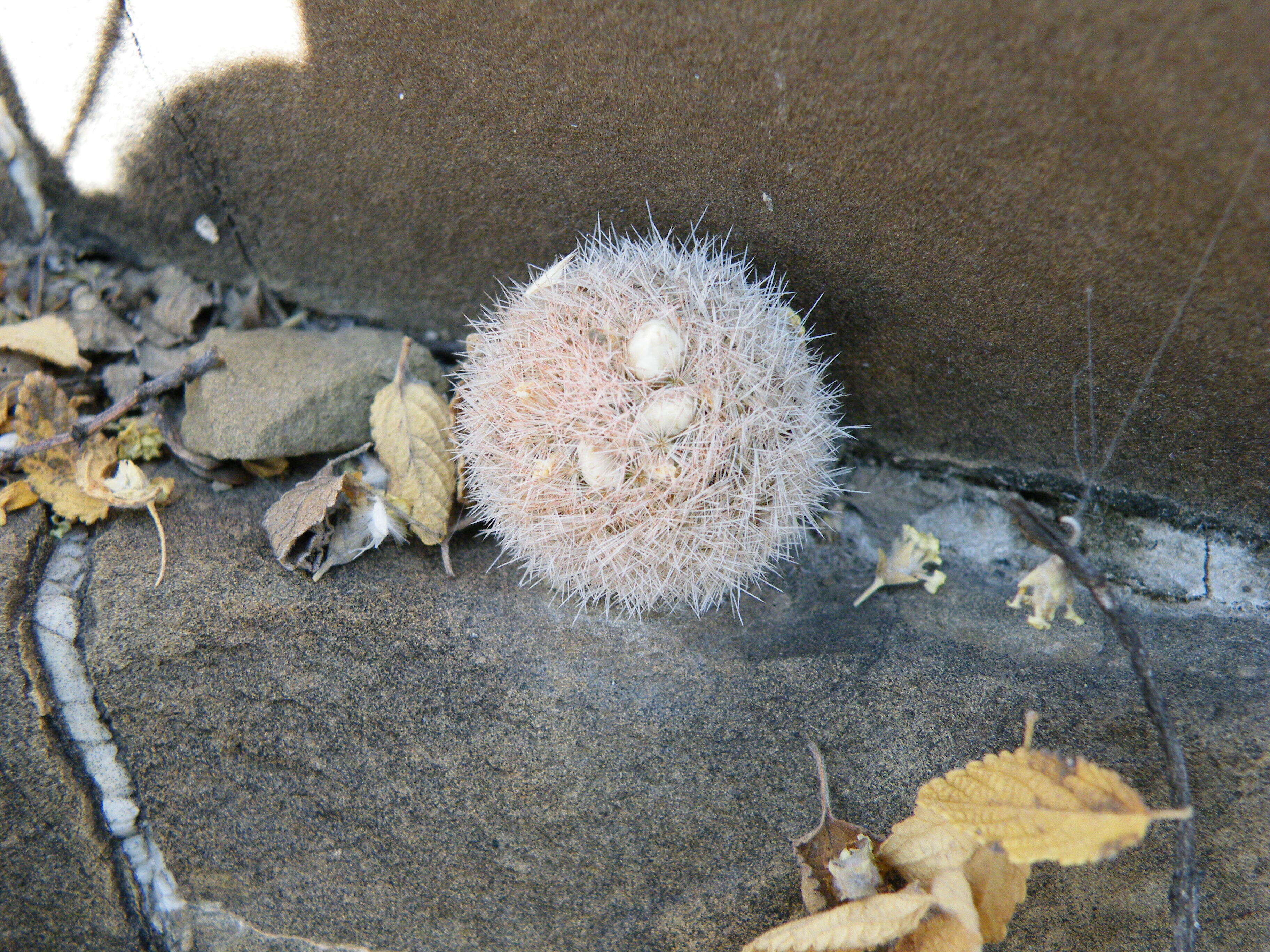 Image of Lace-spine Nipple Cactus