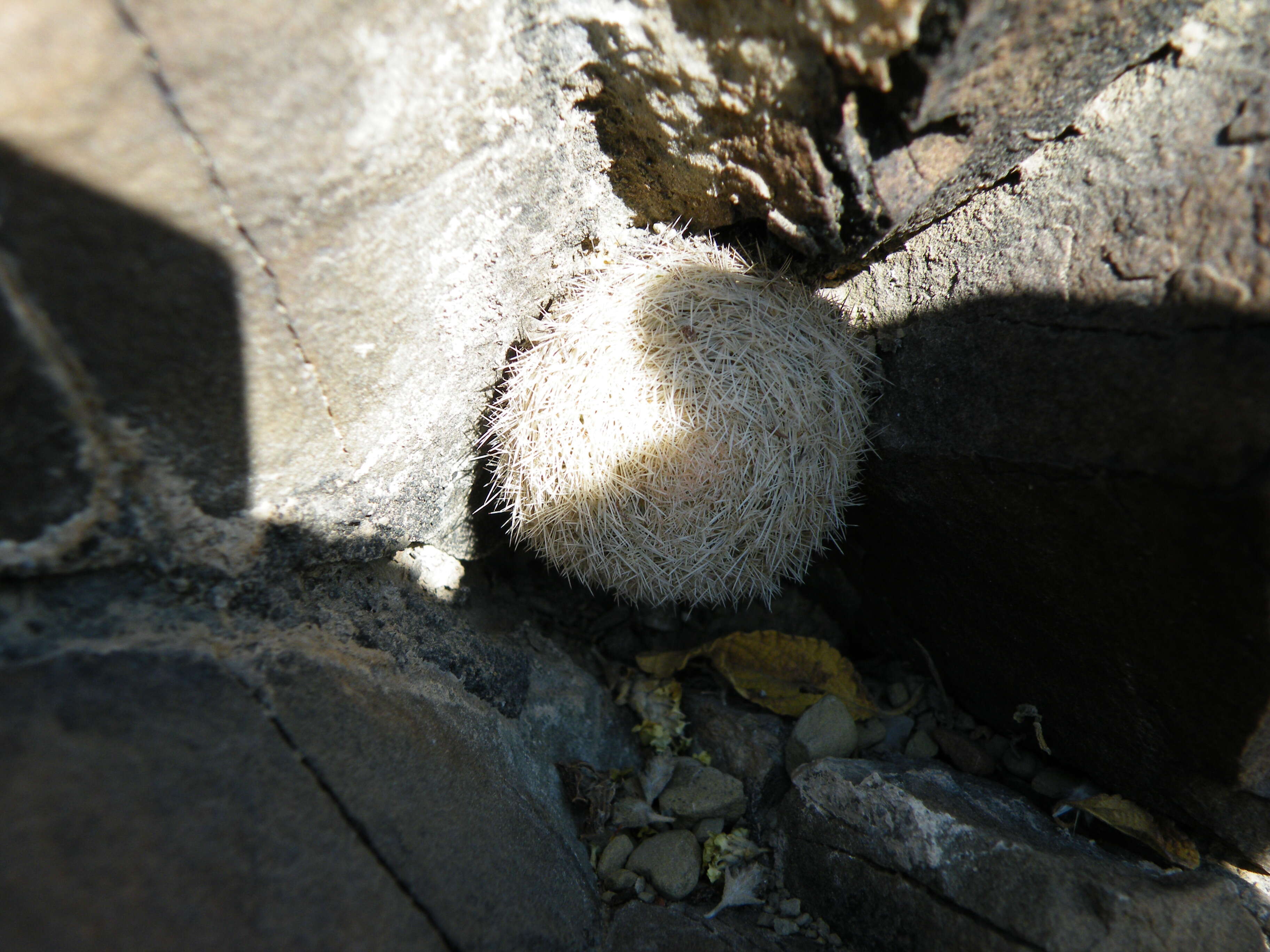 Image of Lace-spine Nipple Cactus