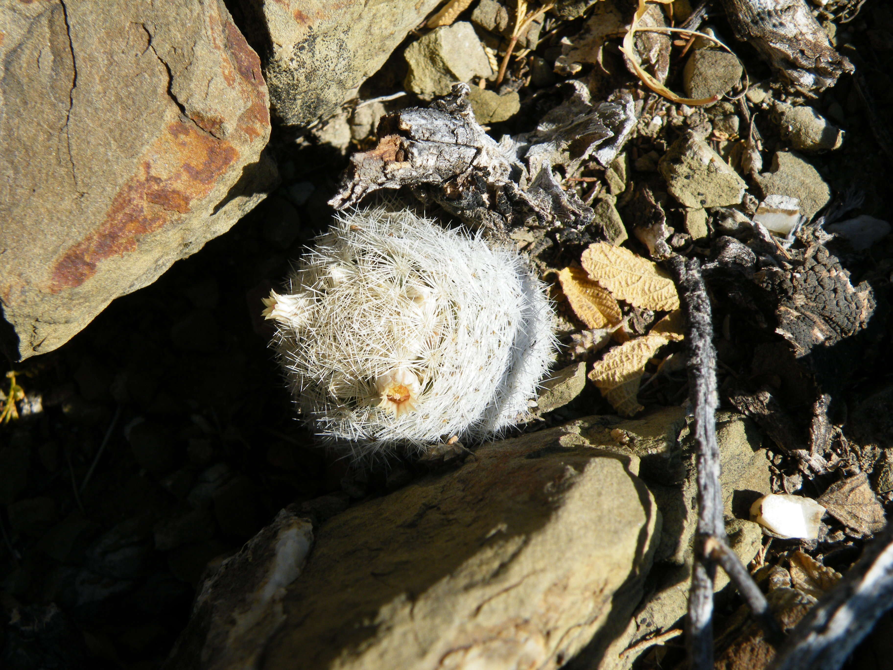 Image of Lace-spine Nipple Cactus