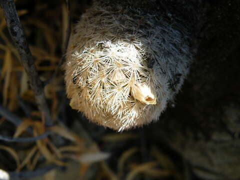 Image of Lace-spine Nipple Cactus