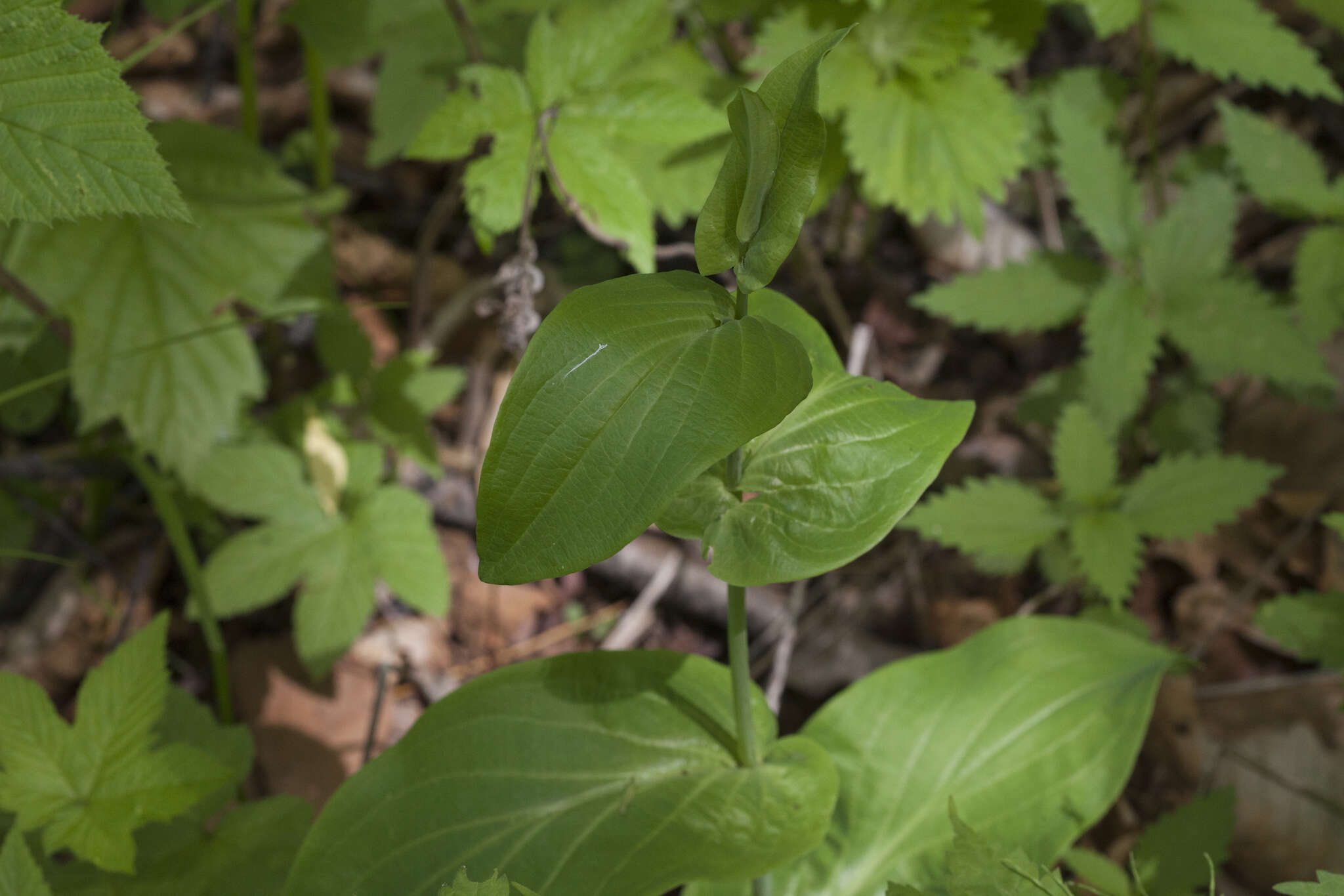 Image of Bupleurum longiradiatum Turcz.