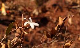 Image of Ancylobothrys capensis (Oliv.) Pichon