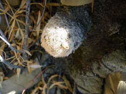 Image of Lace-spine Nipple Cactus