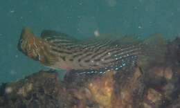 Image of Oyster Blenny