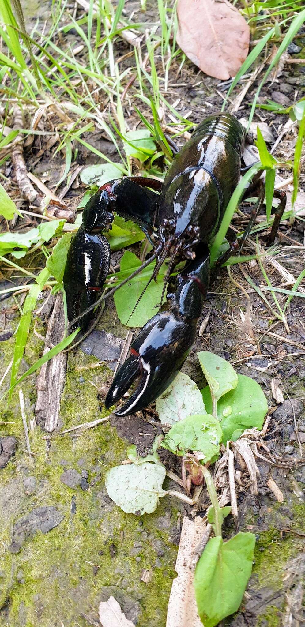 Image of Cherax destructor Clark 1936