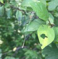 Image of Eastern Willow Spreadwing