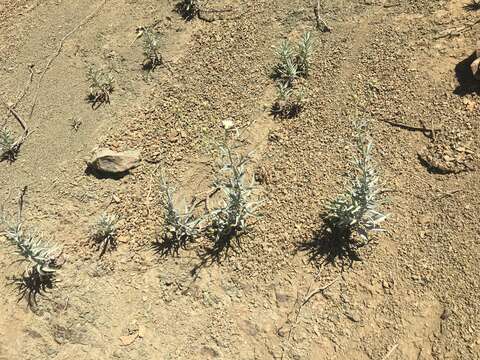 Image of cliff desertdandelion