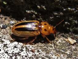 Image of Stenolophus (Agonoderus) lineola (Fabricius 1775)