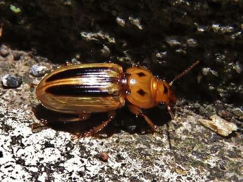 Imagem de Stenolophus (Agonoderus) lineola (Fabricius 1775)