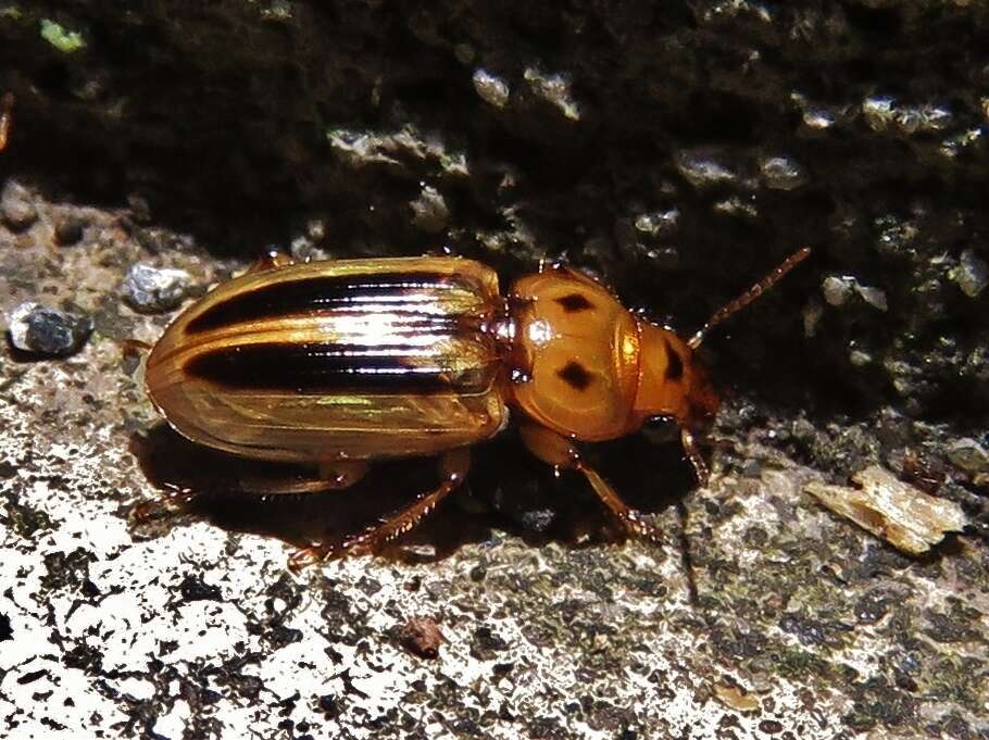 Image of Stenolophus (Agonoderus) lineola (Fabricius 1775)