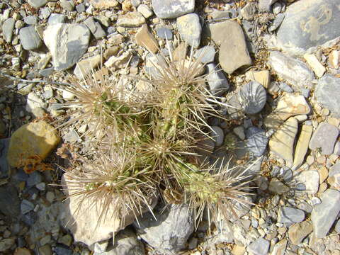 Image de Cylindropuntia imbricata (Haw.) F. M. Knuth