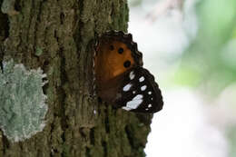 Imagem de Paralethe dendrophilus junodi van Son 1935