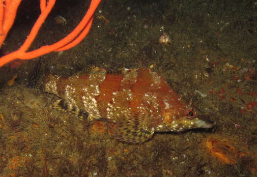 Image of combfishes