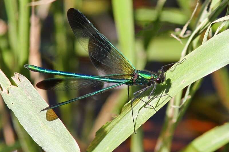 Image of River Jewelwing