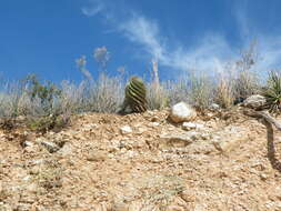 Image of Emory's barrel cactus
