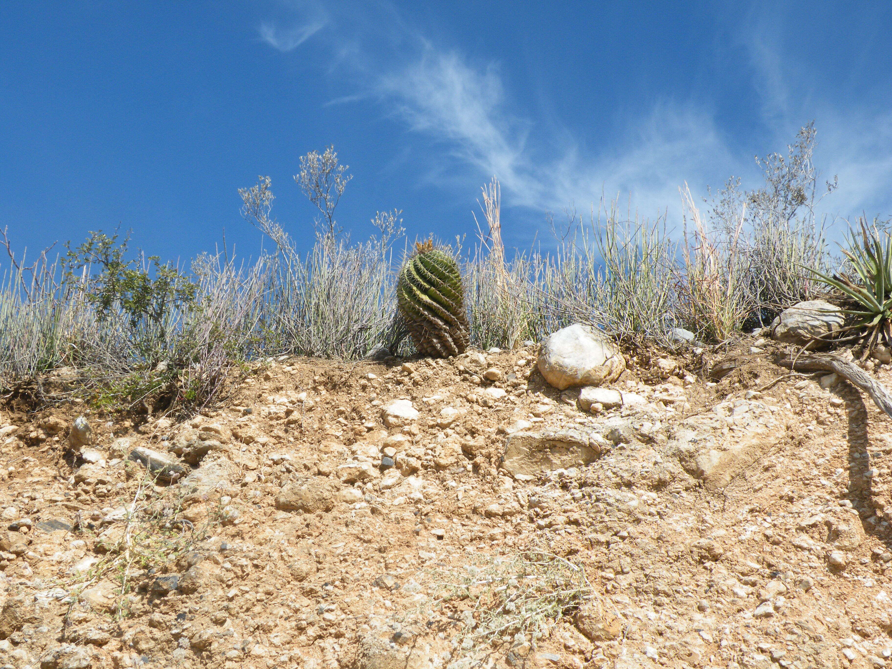 Image of Emory's barrel cactus