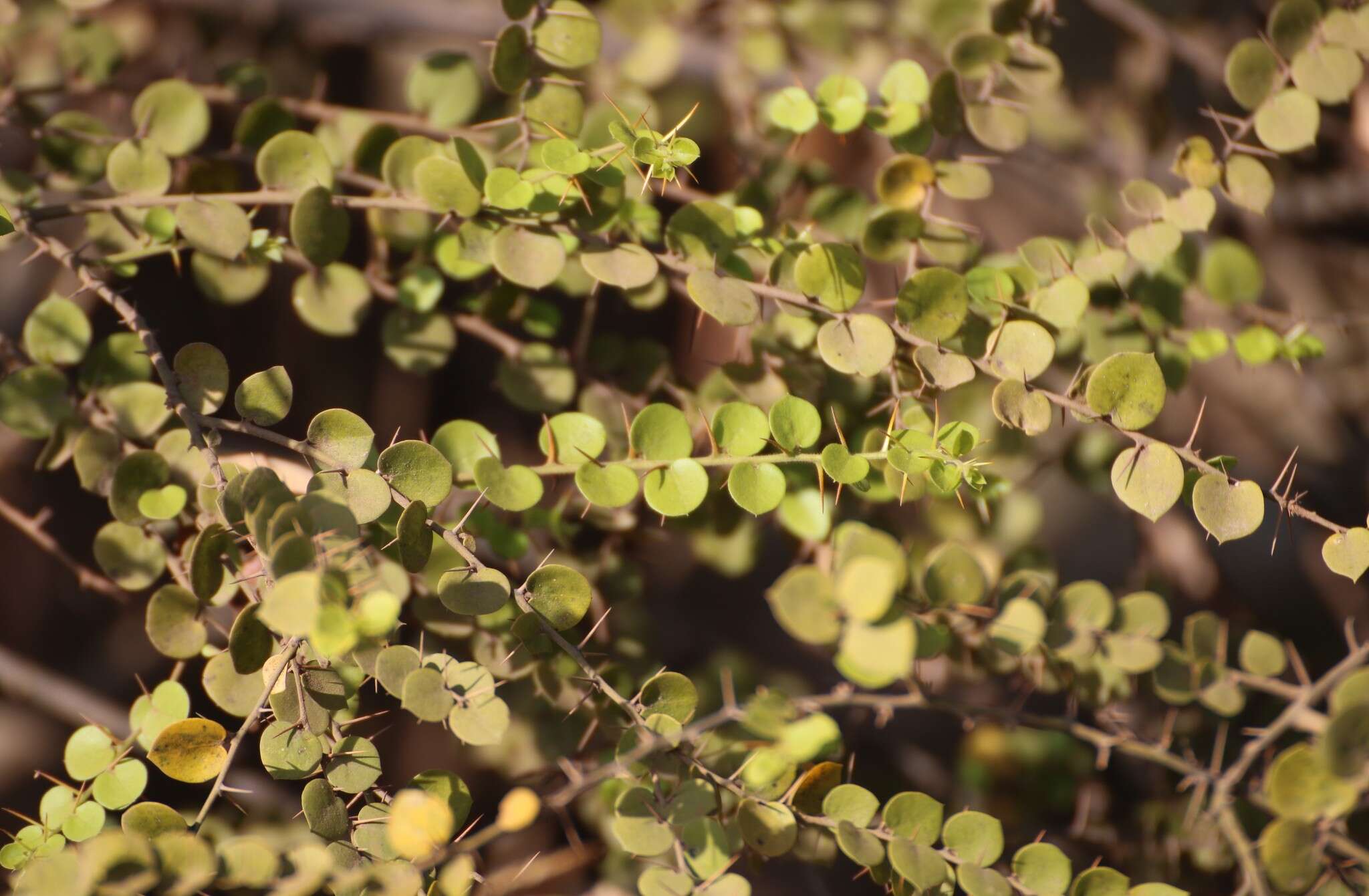 Image of Capparis rotundifolia Rottl.