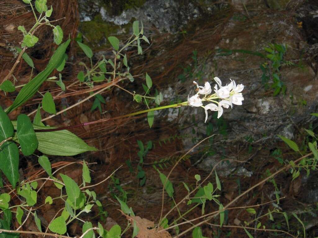 Image of Govenia liliacea (Lex.) Lindl.