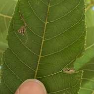 Imagem de Stigmella juglandifoliella (Clemens 1861) Wilkinson et al. 1979