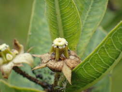 Sivun Pachycarpus asperifolius (Meissn.) Meissn. kuva