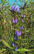 Image of closed bottle gentian