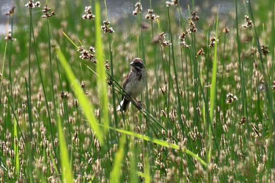 Image of Common Reed Bunting