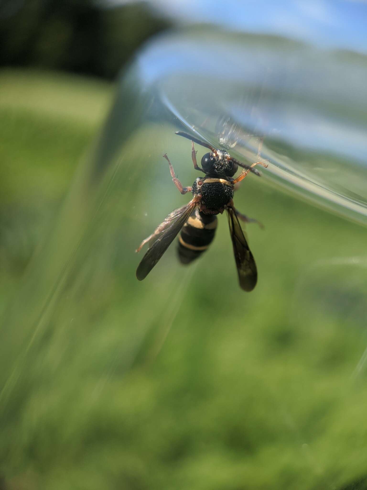 Image of Two-banded Cellophane-cuckoo Bee