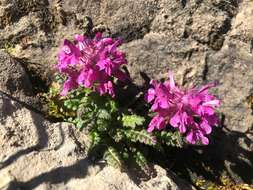 Image of whorled lousewort