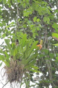 Image of Aechmea mertensii (G. Mey.) Schult. & Schult. fil.