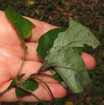 Image of Forest buckweed