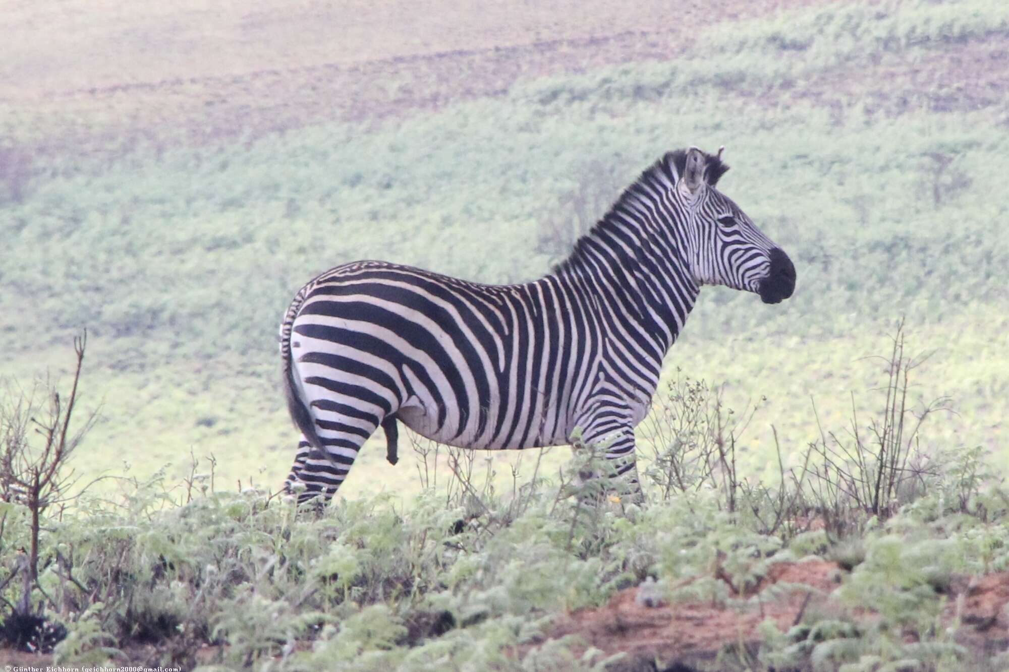 Image of Crawshay's zebra