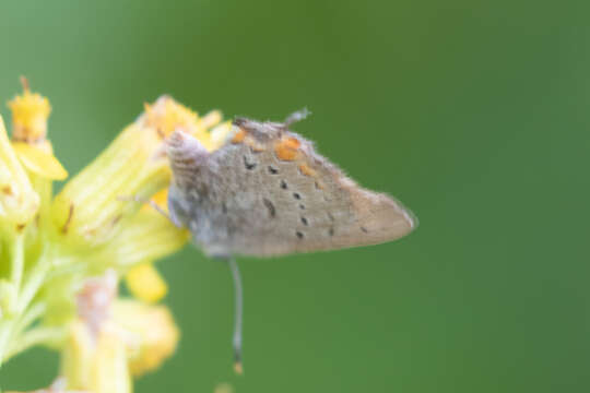 Image of California Hairstreak