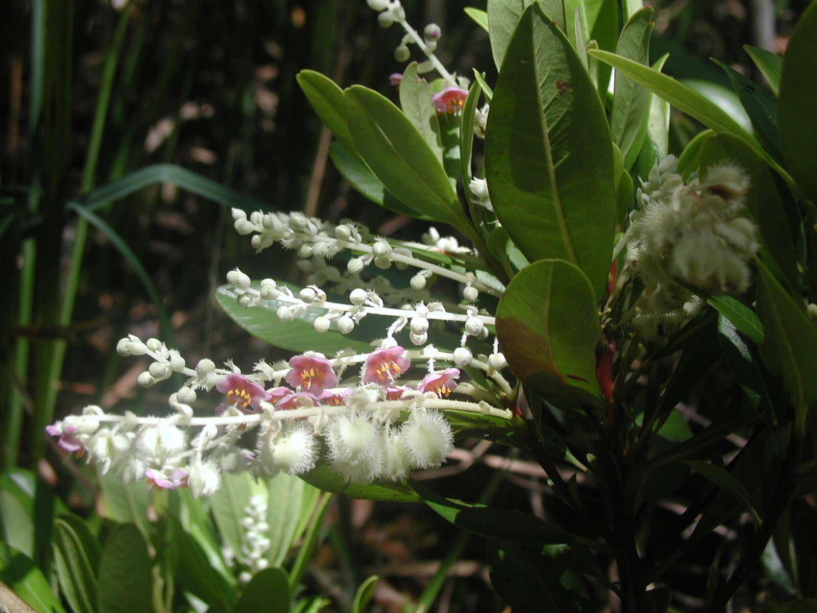 Image de Purdiaea belizensis (A. C. Sm. & Standl.) J. L. Thomas