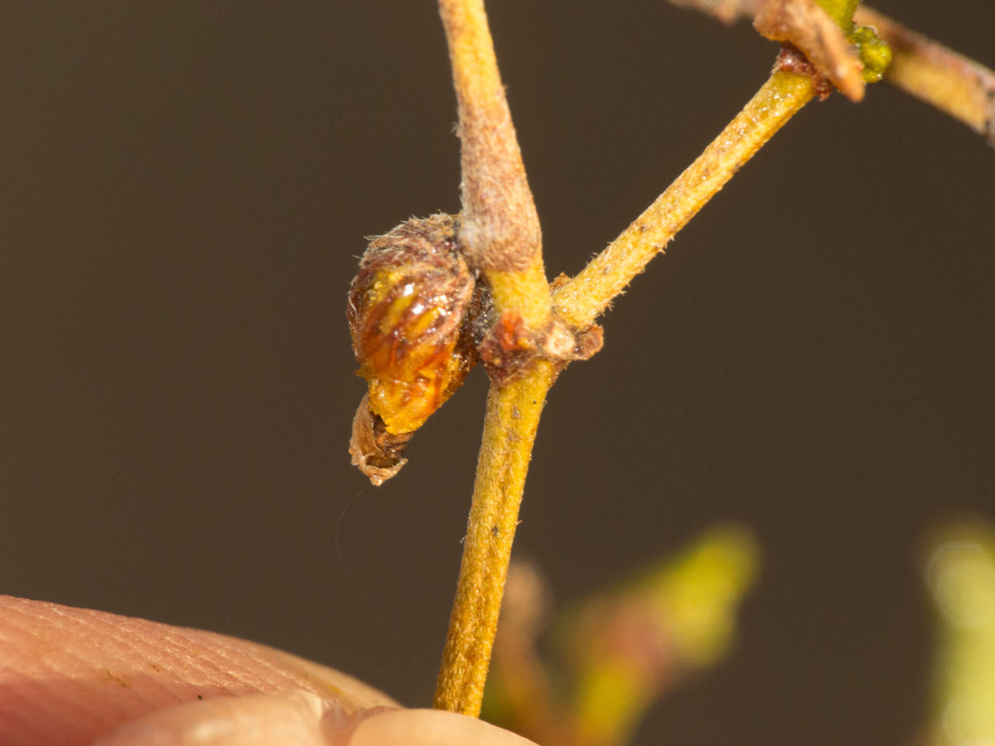 Image of Asphondylia resinosa Gagne 1990