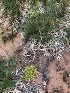 Image of Canyonlands biscuitroot