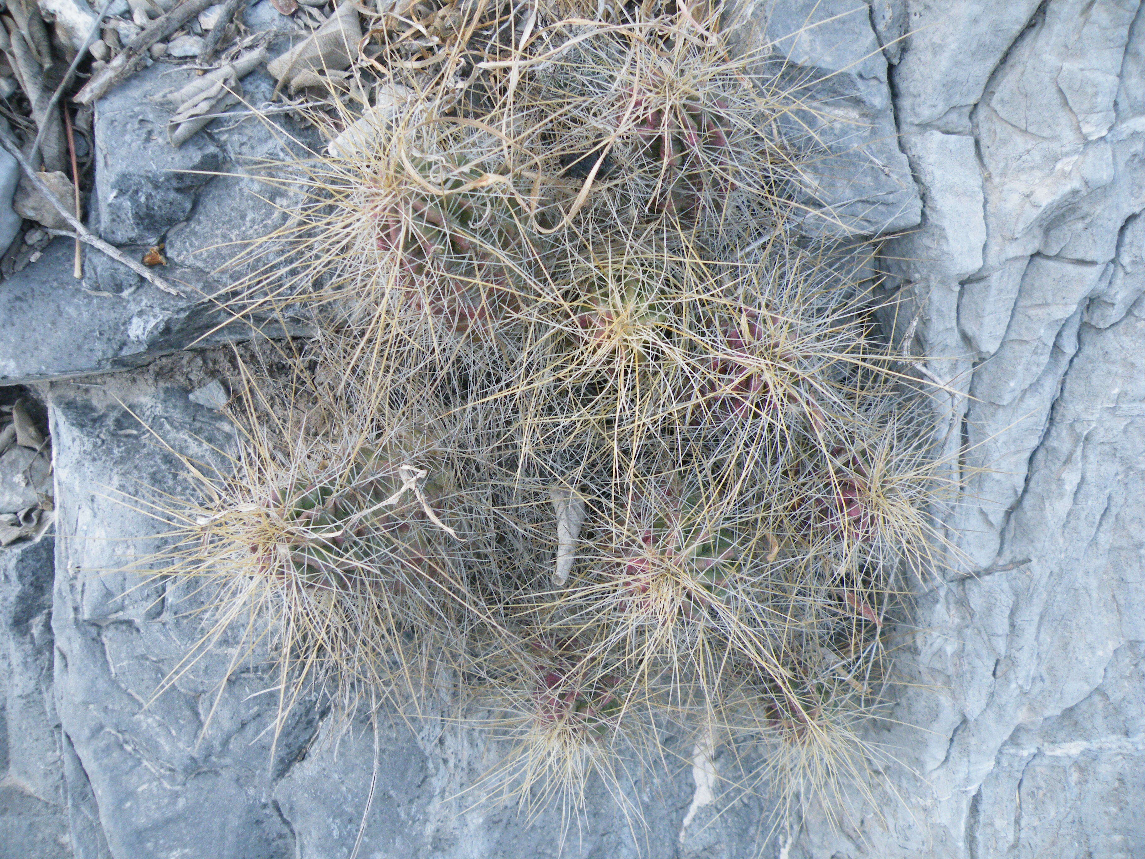 Image of Strawberry Cactus
