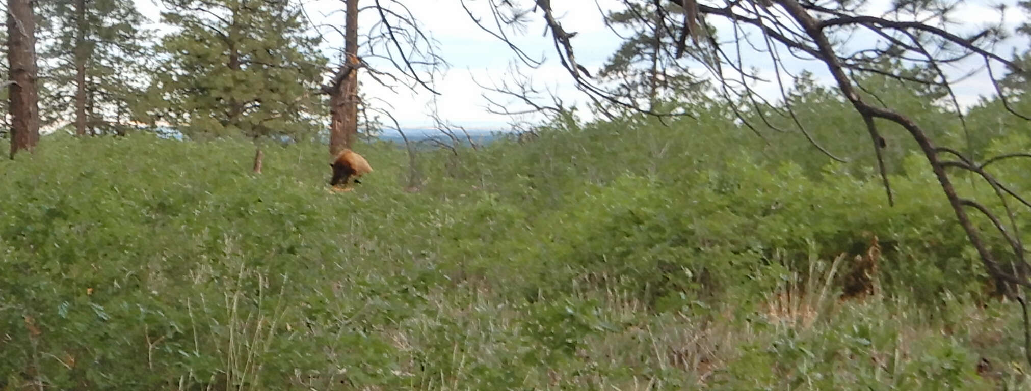 Image of Cinnamon bear