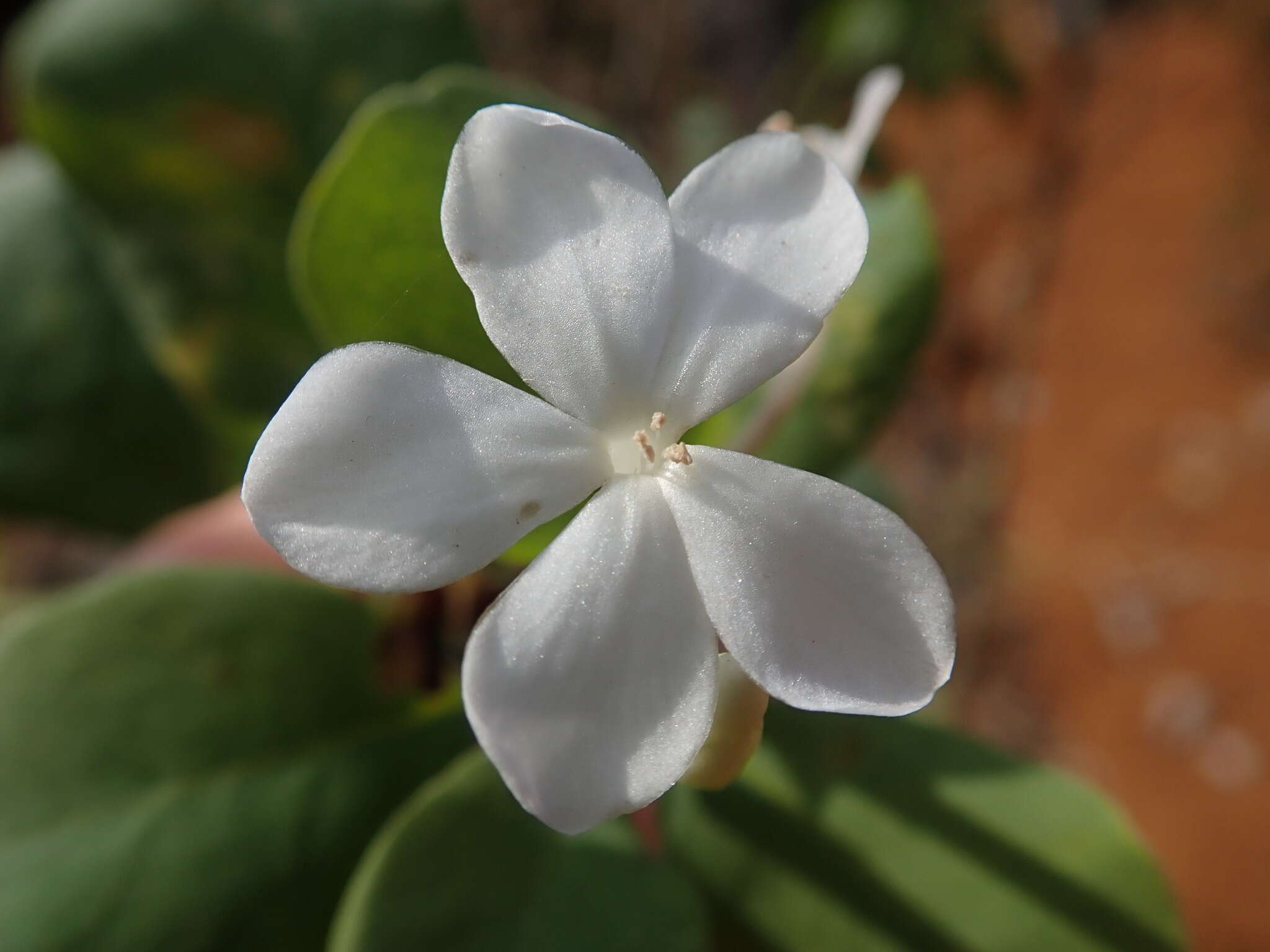 Sivun Tirpitzia sinensis (Hemsl.) Hallier fil. kuva