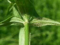 Image of Peronospora galii