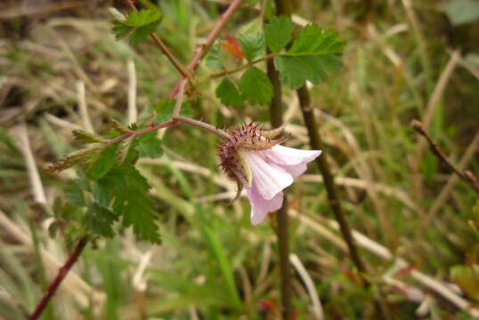 صورة Rubus pungens Cambess. ex Jacq.