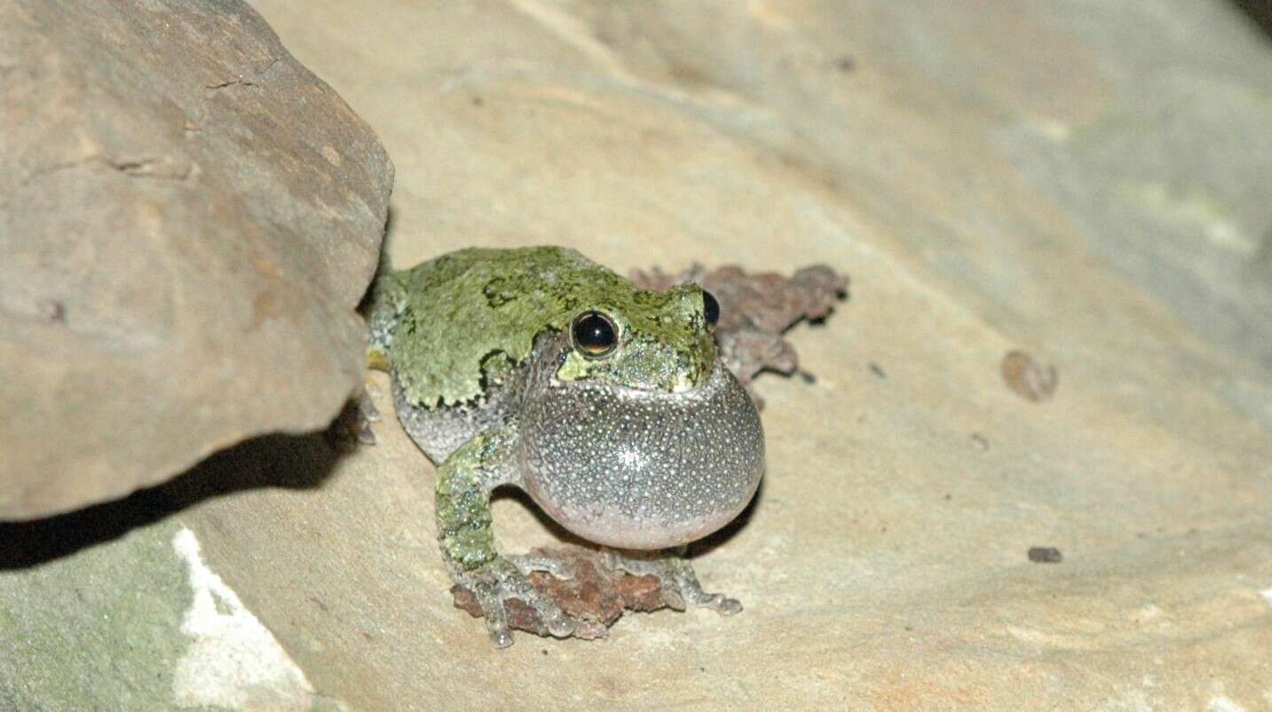 Image of Gray Treefrog