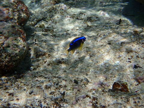 Image of Blueribbon damsel