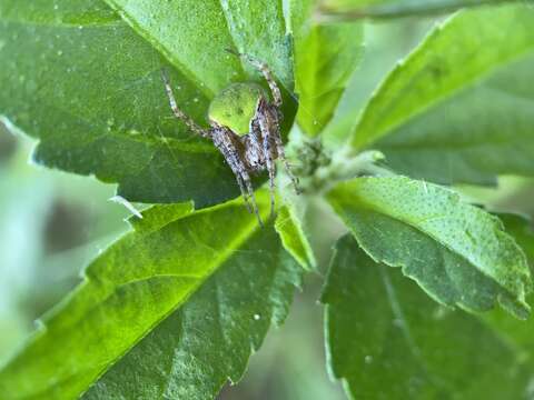 Image de Araneus detrimentosus (O. Pickard-Cambridge 1889)