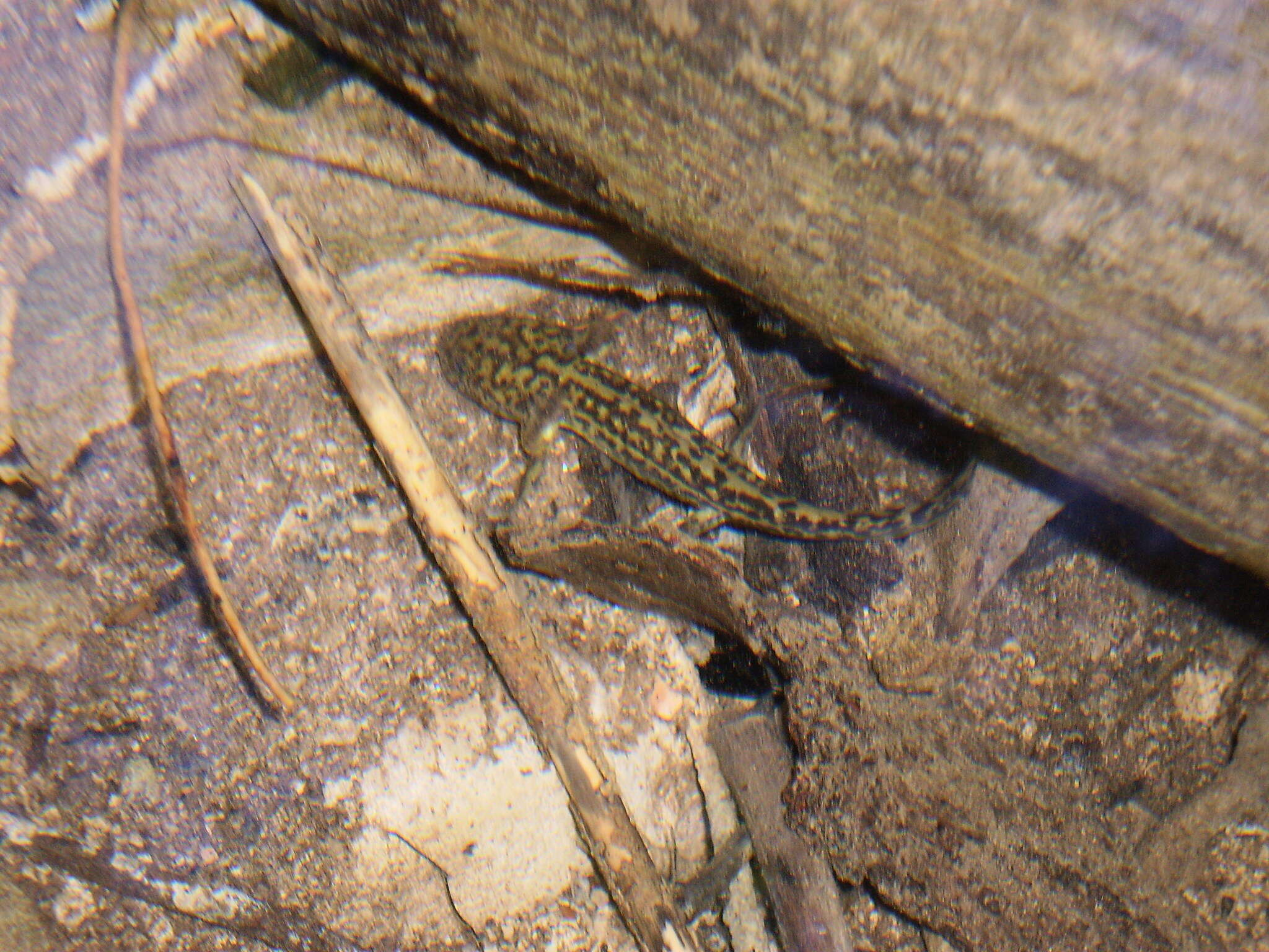 Image of Tarahumara Salamander