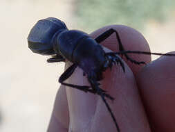 Image of Mojave Giant Tiger Beetle