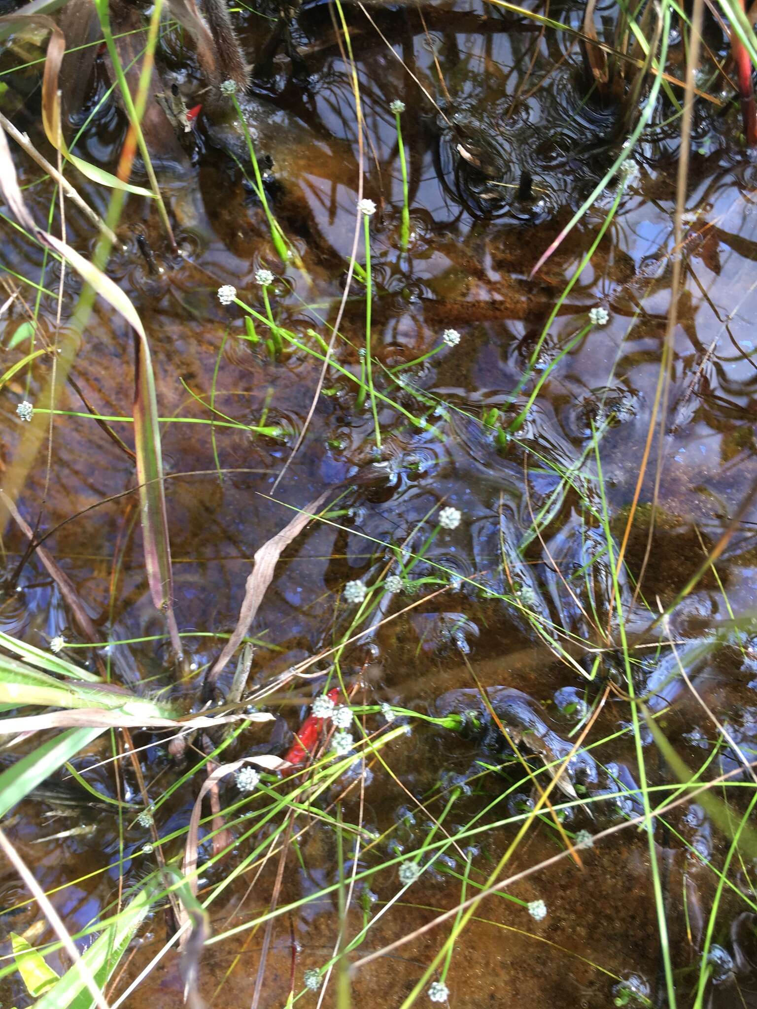 Image of Gulf Pipewort