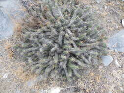 Image of Lady-finger Cactus